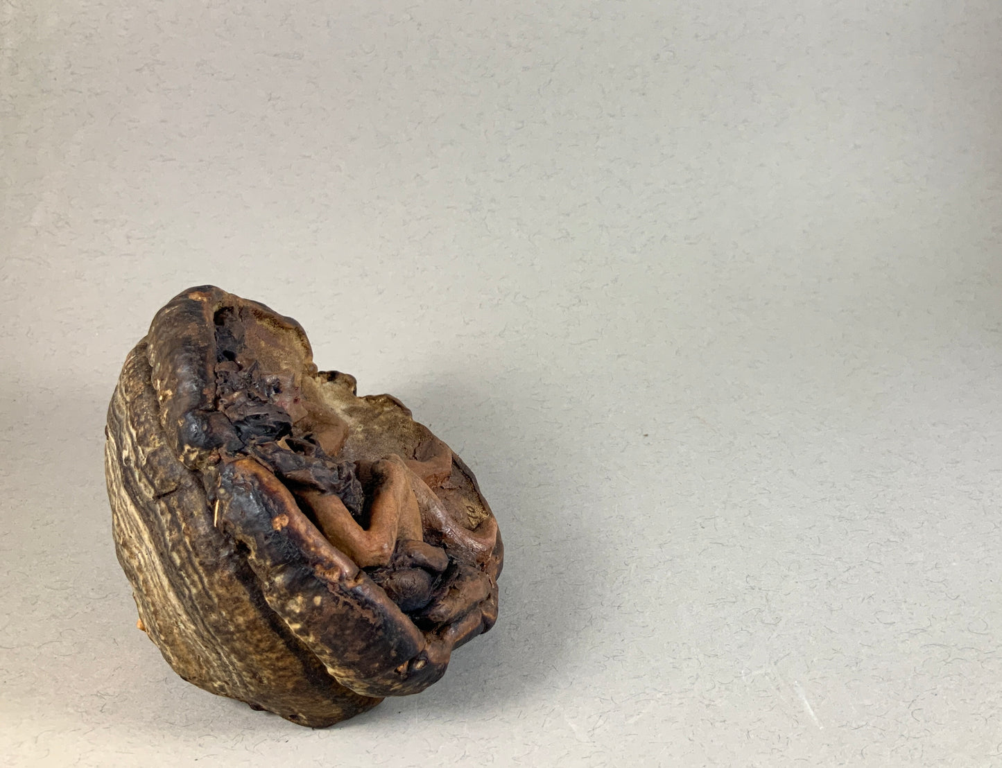 Argile fibrée : Les symbiotes : fée des bois 5